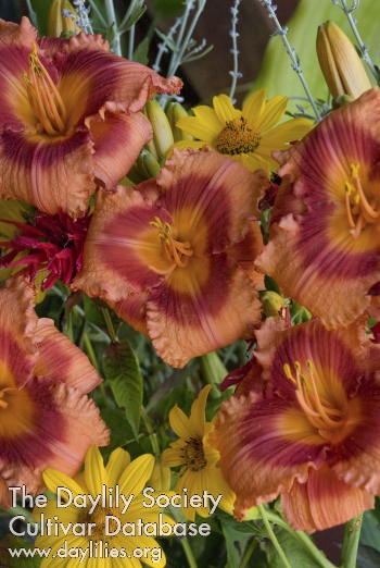 Daylily Holiday Song